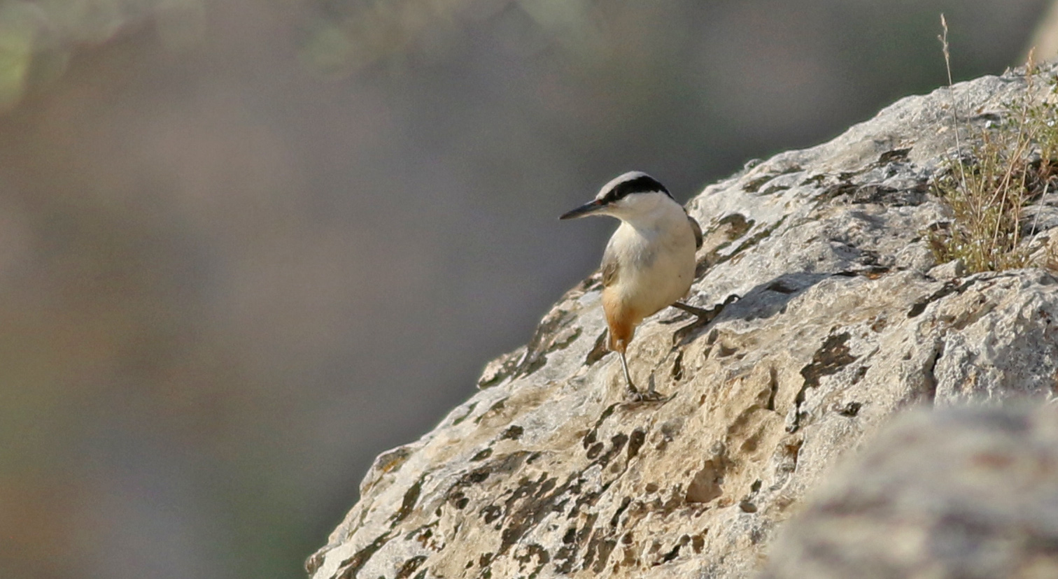Eastern Rock Nuthatch